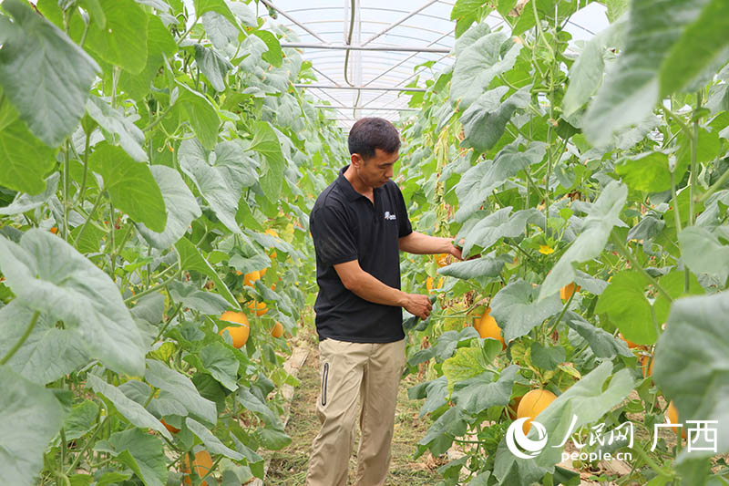 种植户察看哈密瓜生长情况。人民网 付华周摄