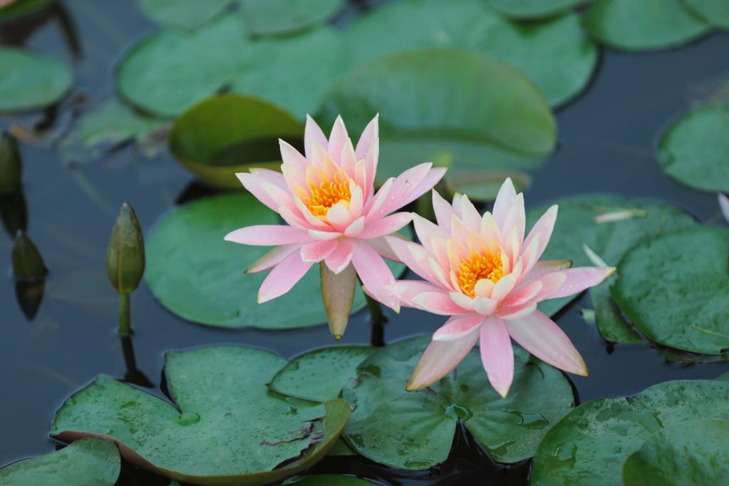睡莲花开