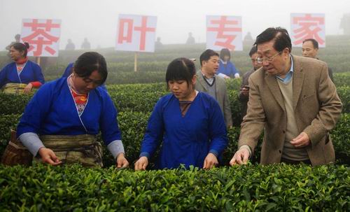 院士进园探早茶