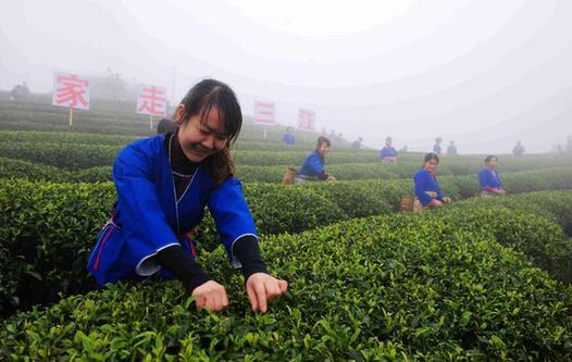抢采高山有机茶