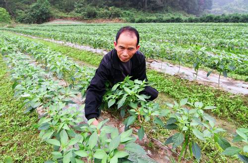 大埔镇老都六屯蔬菜基地春椒富农